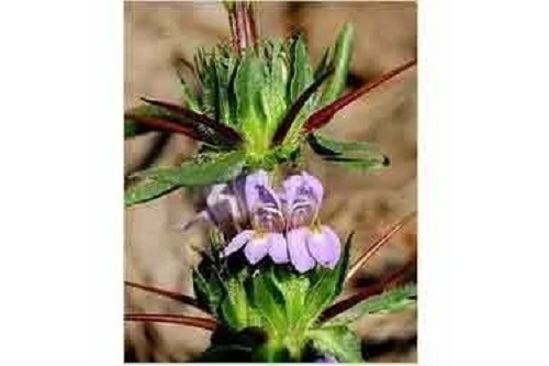 Asteracantha longifolia