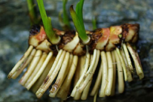 Acorus calamus