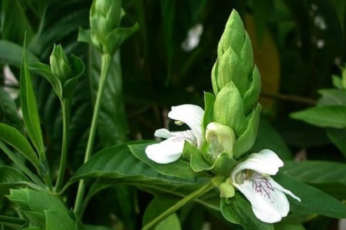 Adhatoda vasica