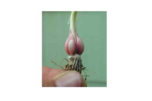 Allium sativum