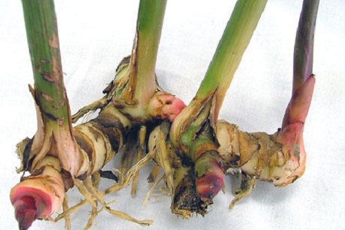 Alpinia galanga